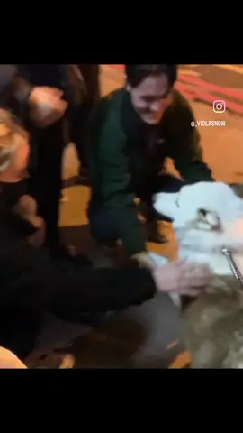 Would you come over and say hi to this Husky?? #husky #puppy #dogsoftiktok #fyp #foryou #foryoupage #london #londonlife 