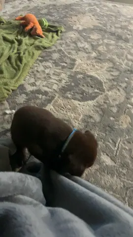 Get a puppy they said lol 😂