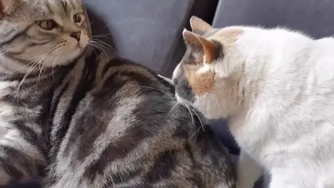 🥰