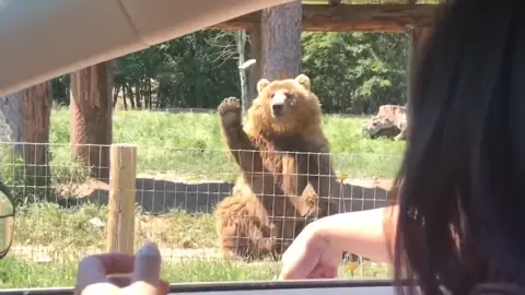 she sat in the car and tried to throw bread to the bear #happylife #animails #bear