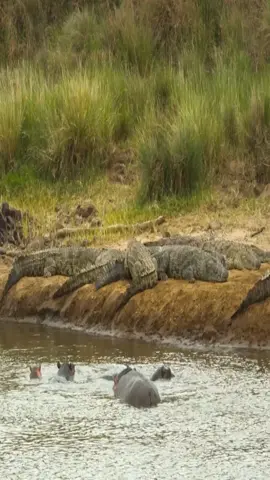 Hippo Vs Crocodile!#animals #wildlife #bestvideo #foryou #bbc