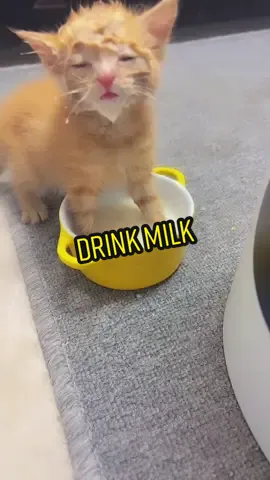 Do your kittens drink milk like this? 😂😂😂😂#fpy #cat #catsoftiktok #cattok #kitty #petoftiktok #cute #funny #babycat #drinkmilk 