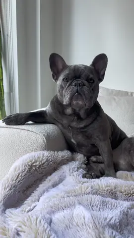 applications are live! #dogsoftiktokviral #frenchiesoftiktok #PetsOfTikTok #fyp 