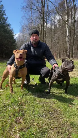 Fhk Luna & Fhk Black Becky II #foresthillkennel #americanpitbullterrier #realpitbull #adba #workingdog #apbt #adbaworkingpitbulldog #pitbull #gamedog #pitbullterrier #adbaapbt #chinaman #truepitbull 