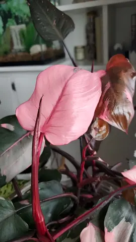 #plant #plants #pinkprincess #philodendronpinkprincess #pinkplant #pinkplants #plantsoftiktok #aroidaddicts 