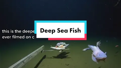 Scientists film deepest ever fish on seabed off Japan