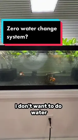 My hope is to get this system from large volume weekly water changes to small volume monthly water changes. Dont know if it’s possible ane if I’ll be able to grow enough on this tank to handle all the bioload but we will find out. #fish #goldfish #aquarium #ranchu #oranda #yuanbao #tank 