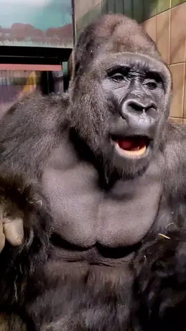 надо просто наслаждаться едой😂 #interesting #animals #горила #gorilla 