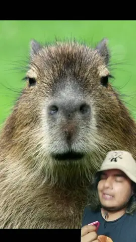 Ayuden al capibara!!!! #animales #capibara #biojairzinho #viral #parati 