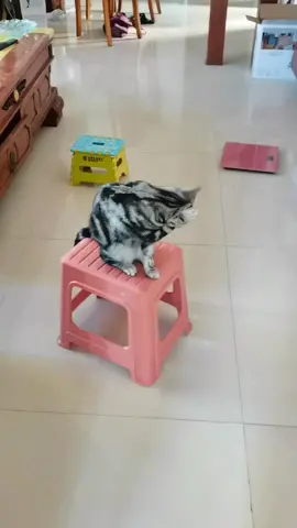 #cat #catsoftiktok 