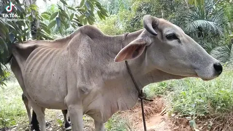 #sapi main barang # urine test sangkut 🤣🤣🤣