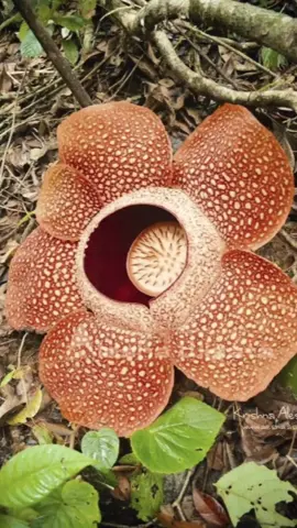 Seperti bunga bangkai pada umumnya, bunga raflesia memiliki keistimewaan adalah mengeluarkan bau busuk. Bunga Raflesia atau 𝘙𝘢𝘧𝘭𝘦𝘴𝘪𝘢 𝘈𝘳𝘯𝘰𝘭𝘥𝘪 disebut sebagai bunga bangkai raksasa karena selain mengeluarkan aroma busuk, bunga Raflesia memiliki ukuran yang besar. #capcut #filosofi #fyp #fypシ #quotes #lfl #raflesiaarnoldi #bungabangkai 