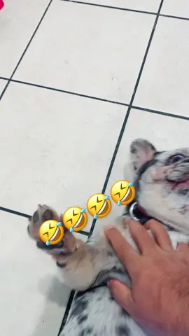 #juancarlosenriquez #viral #humor #foryou #fyp #tiktok #frenchie #frenchiesoftiktok 
