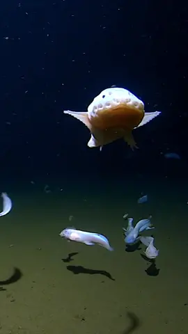 Deepest fish - Pseudoliparis snailfish at 8,336 metres (27,349 ft) 🐠 #guinnessworldrecords #worldrecord #fishtok 