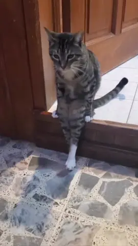 How does a cat sit like that 😹😹 #fyp #f #catsoftiktok #tabbycat #funnycats #catsvideo #crazycat #catlover #kitty #instacat #catsofinstagram 