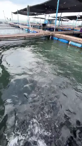 Ikan Nyok-nyok, sape mau?        #sangkarikan #penang #gianttrevally #nyoknyok 