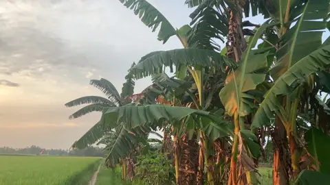 #SawahPedesaan #NatureCinematic #VideoEstetik #MentahanVideoSawah 