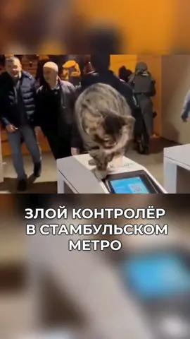 #Турция #Контроллер #Кошка #Смешно #Fun #Turkey #Cat