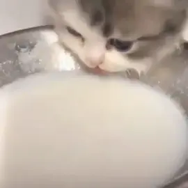 cat drinks milk original video #cutebaby #catlover #cutevideo#meme#cute #catsoftiktok #fyp