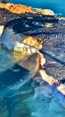 shark #sharkattacks #foryou #orc 