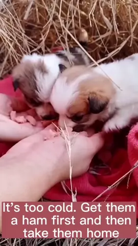 #dog #dogsoftiktok #straydog #rescue #puppy #doglover 