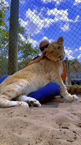 Whiny lion love for Sarabi ❤️ #NOTpets #lion #lions #big #bigcat #bigcats #cat #cats #hug #hugs #bigbaby #Love #adorable #cuddles #animal #animals #asmr #fl #florida #fyp 