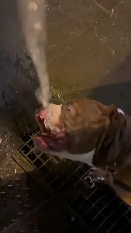Grabbing a bite of water 🤪 #tiktok #cutedog #funnydog #bully #americanbully #lovedog 