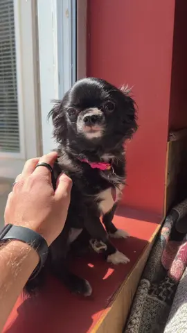 Baby Seal Puddin 😭❤️ #1jolly1 #dogs #pets #PetsOfTikTok 