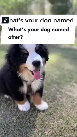 What’s your dog named after? 🍝🇮🇹🗽 💚🤍❤️ 🖤🤍🤎 #italian #italianimmigrant #tonymoretti #rigatoni #riggie #tony #chickenriggies #italiandogs #riggietheberner #kinginthesouth #rigatonimorettivincent #princeofthefloof #firstofhisname #puppies #puppylove #puppiesofinstagram #puppy #bernerpuppy #bernesepuppy #bernesemountaindog #bernese #berner #feelthebern #bernesemountaindogs #bernesemountaindogsofinstagram #bernerlove #berneselove #berneseofinstagram #berneseoftheday #bernesedaily #dailyfluff #thedodo
