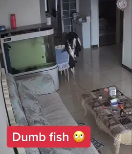 #fyp #fypシ #viral #trending #fascinatingfacts4u #sea #fish #sealife #aquirium #dumb #funny #funnyvideos #funnyvideo #fun #funnymoments 