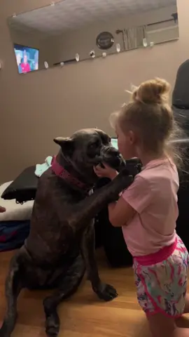 My heart🥰🥹 #canecorso #canecorsoitalianmastiff #canecorsobreeder 