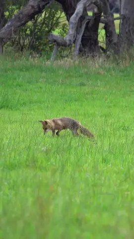 On the prowl, a red fox looking for crickets.  #redfox #fox #nature #animals #hunting #predator #foxhunting #wildlife 