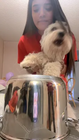 Pobre tommy 🤣 #viral #dog #dogtiktok 