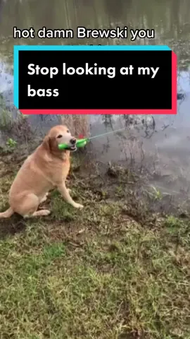 If you teach a dpg to fish, you feed him for a lifetime #fishing #bassfishing #catchfish #bass #dogsoftiktok #dogsoftiktok #labrador #dogfishing #funnyvideos #funnydog #funnyy #funnyanimemoments #funnydogvideos 