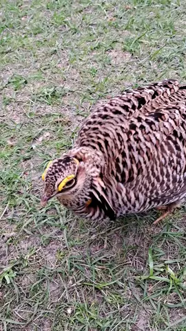 Up close and personal #criticallyendangered #texas #birdkeeper #zookeeperlife #bird #chicken #sayhitothecamera #attwatersprairiechicken 