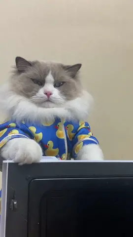 Is it going to explode?! #thatlittlepuff #catsoftiktok 