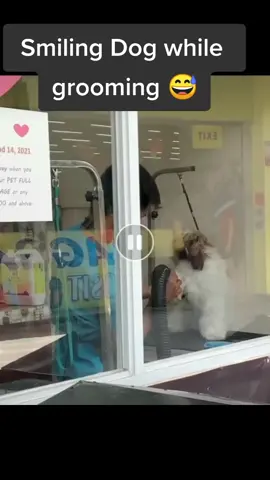 Smiling dog while grooming 😂😂😂... 