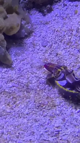 flamboyant cuttlefish eats shrimp #invertsoftiktok #shrimptok #aquarium 