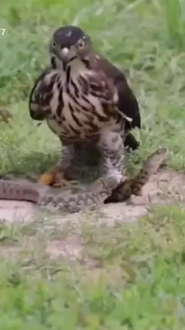 Eagle 🦅vs Snake 🐍 #eagles  #sneakers #animalvideo #wildanimals #animaltiktok #animalvideos #animals #animalworld #animal #wild #animalsoftiktok #thegioidongvat #dongvathoangda #fyp #foryou #foryoupage 
