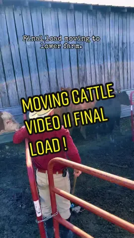 Miving cattle video 11/ final load!#cattle#farm