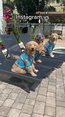 Totally worth it! Matching shirts by @dogthreads #DTpartner #bffs 
