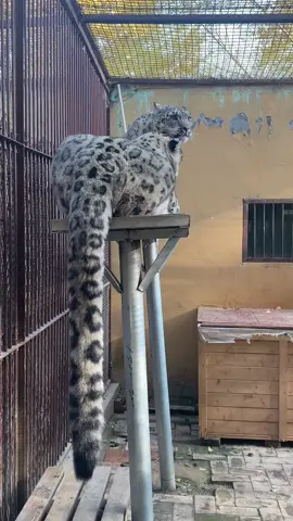 #tiktok #zoo #snow leopard Long, big tail🥰