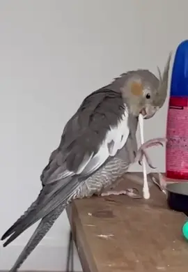 🐦❤️ #knopikthebird #cockatiel #parrot #petcockatiel #cutecockatiel #pet #bird #youngcockatiel #cute #Love #bestfriend 
