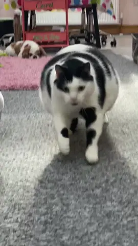 Yep im definitely not a distance runner but i can still moove 🐄#CatsOfTikTok #cute #cattok #HilariousAnimals #keiththecatcow #cowcat #CatVideos 