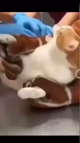 #🤣 #🤣🤣 #🤣🤣🤣 #lachen #foryo #viral #katze #lara #tierarzt #bissig #aua #kracher #lustig #funnyvideos #tiervideos 