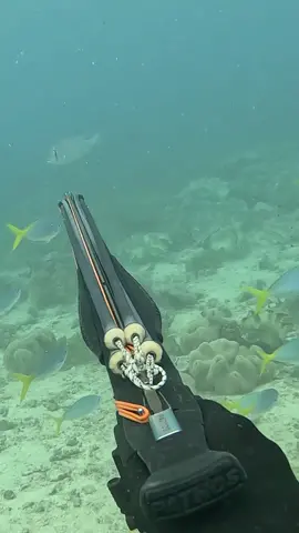 Ever seen a fish just stop mid water? #fyp #spearfishing #fishing 
