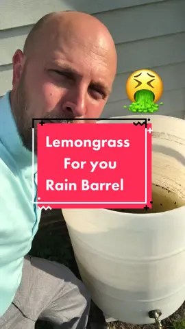 Lemongrass is a must have for your garden if you have a rain barrel! It helps keep your plants healthy and helps keep mosquitoes away. #gardenhack #lemongrass #rainbarrel #gardening #garden #gardenproject #gardentips #diygardening #essentialoils #farmer #plants #plantsoftitkok 