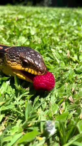 Meet the adorable blue-tongued skink (Tiliqua nigrolutea)! Did you know that these critters are not just fans of insects and plants, but also enjoy the sweet taste of juicy berries? 🍇 Fun fact: Blue-tongued skinks are known for their unique defence mechanism – when threatened, they stick out their bright blue tongues to intimidate predators!  Filmed by Dan Rumsey, IG: zookeeper_dan  #BlueTonguedSkink #BerryLover #AdorableReptile #NatureLovers #FunFacts #WildlifeEncounters