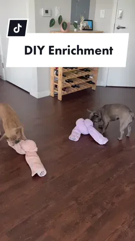 Enrich your dog with your household items! Yes, puzzle toys and enrichment mats are great, but a good old fashioned towel will do the trick too! This is GREAT mental stimulation for your dog and has cut back on my girls having excess energy throughout the day 🦸🏼‍♀️ #frenchie #enrichmentfordogs #lavenderandlatte #frenchieoftiktok 