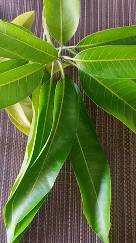 #benefíciosfolha da manga #receitascaseiras #chascaseiros #medicinanatural🌿 #viraltiktok #flopada #tiktok 